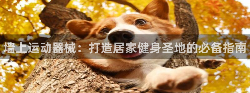 尊龙凯时为什么不封：墙上运动器械：打造居家健身圣地的